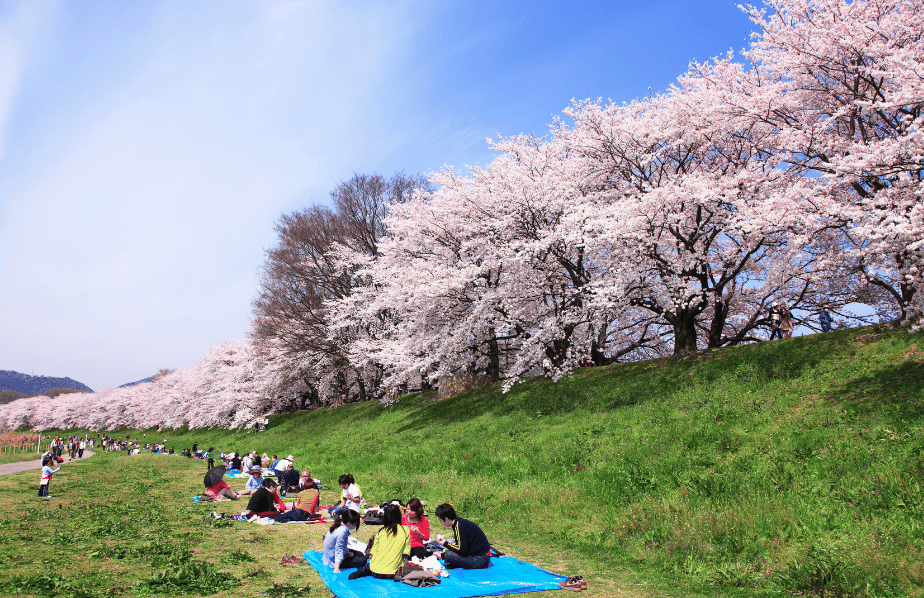 Cherry Blossom Viewing